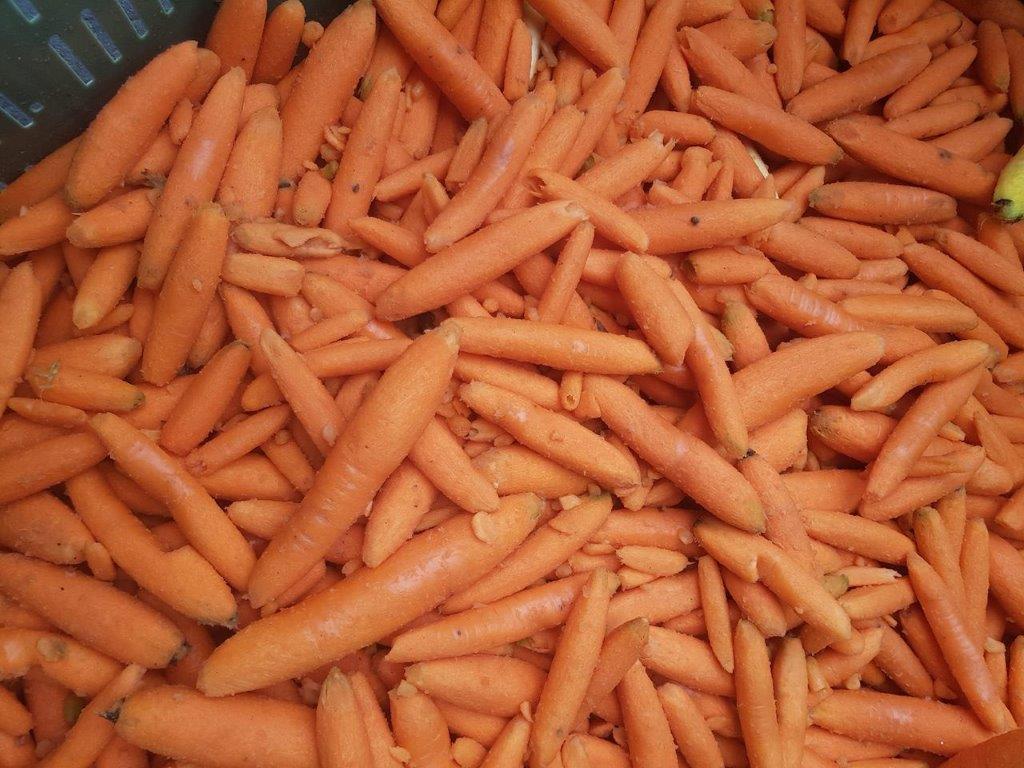 Karotten für Saftpressung