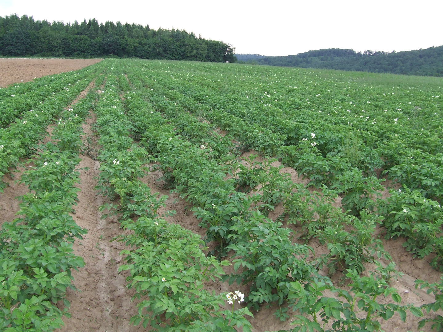 Kartoffelfeld im Friedfertigen Landbau
