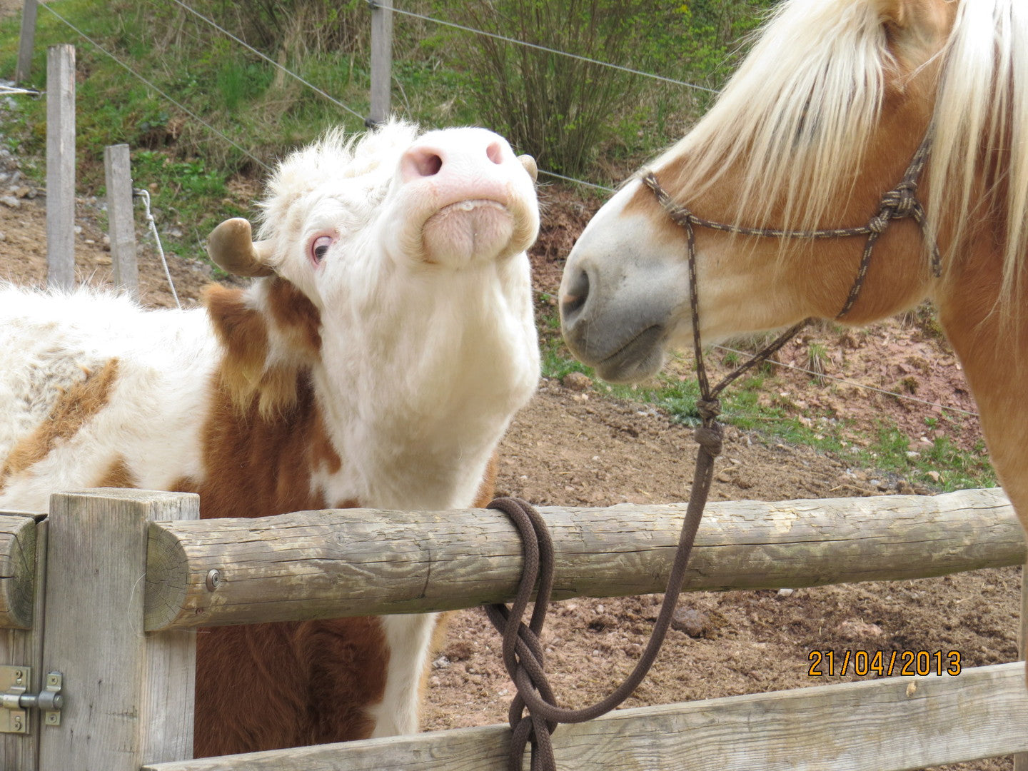 Pferd und Kälbchen mögen sich