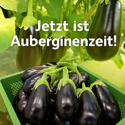 wunderschöne bio Auberginen