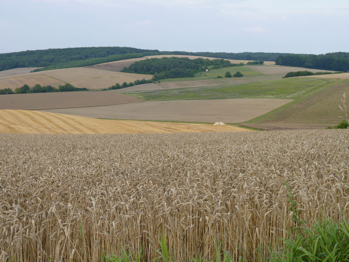 Getreidefeld im Friedfertigen Landbau