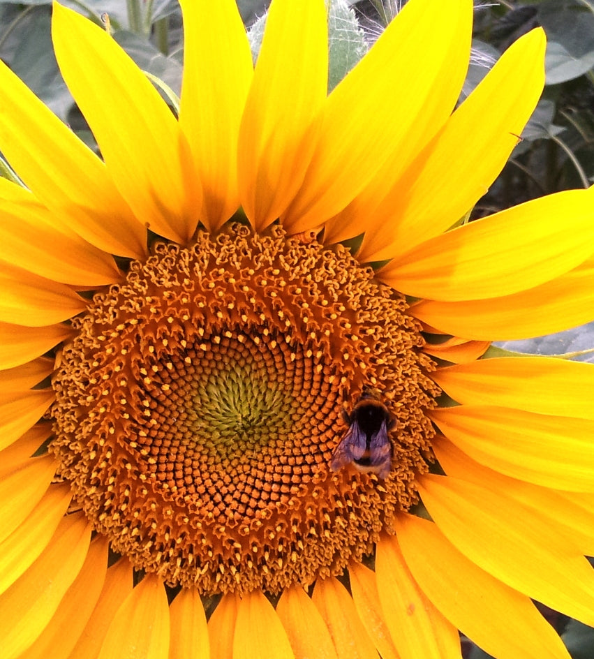 Sonnenblume mit Biene