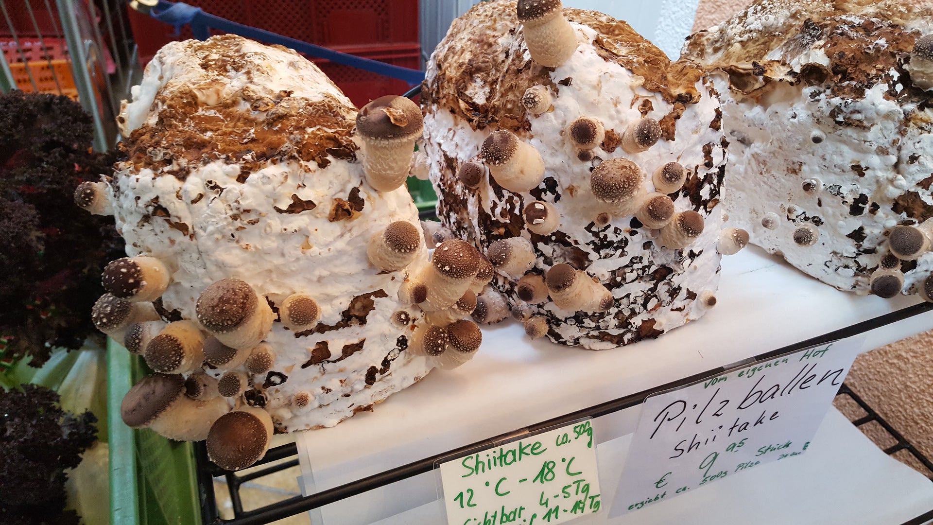 Substratballen Shiitake Pilze