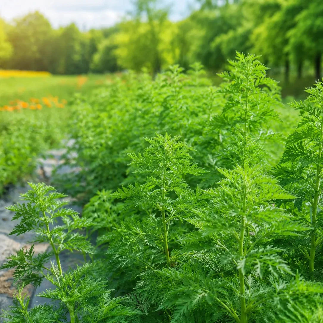 Artemisia annua im Bio-Anbau am Kredenbacher Hof in Esselbach Bayern