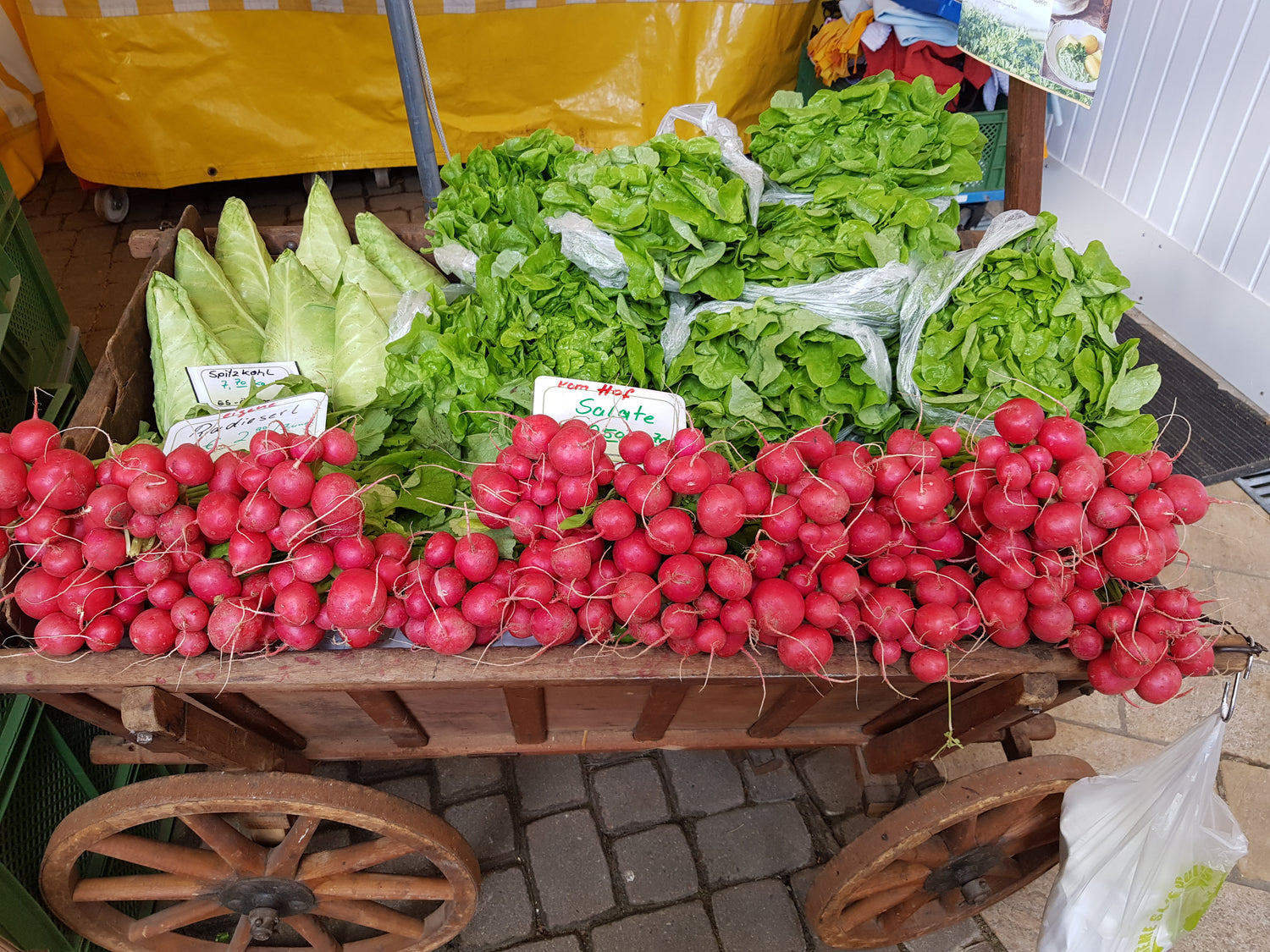 knackige Salate und Radieschen