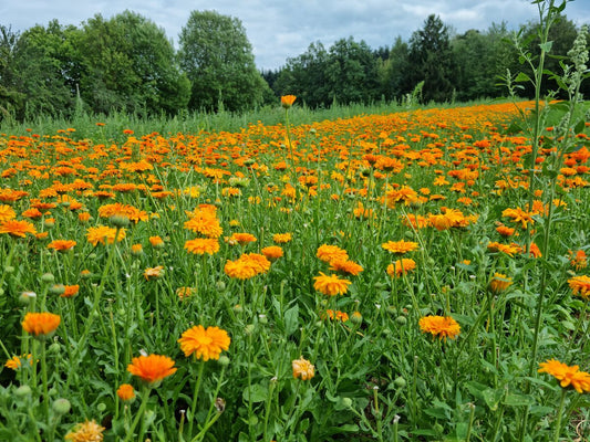 Kontrolliert ökologischer Calendula-Anbau für ein regionales Kundenprojekt im Bereich Naturkosmetik