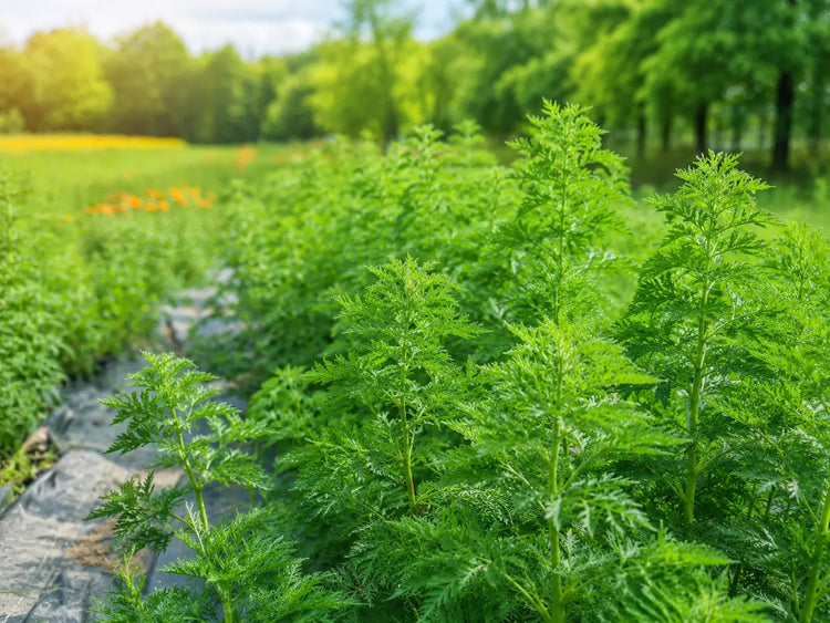 Artemisia annua - Bio Anbau im Spessart