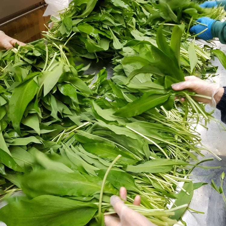 Sortieren von Bio Bärlauch aus zertifizierter Wildsammlung