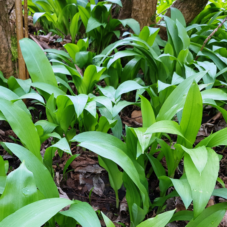 Frischer Bärlauch aus zertifizierter Wildsammlung