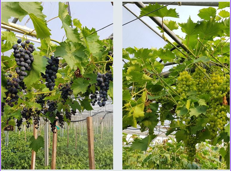 Muscat bleu und Birstaler Trauben