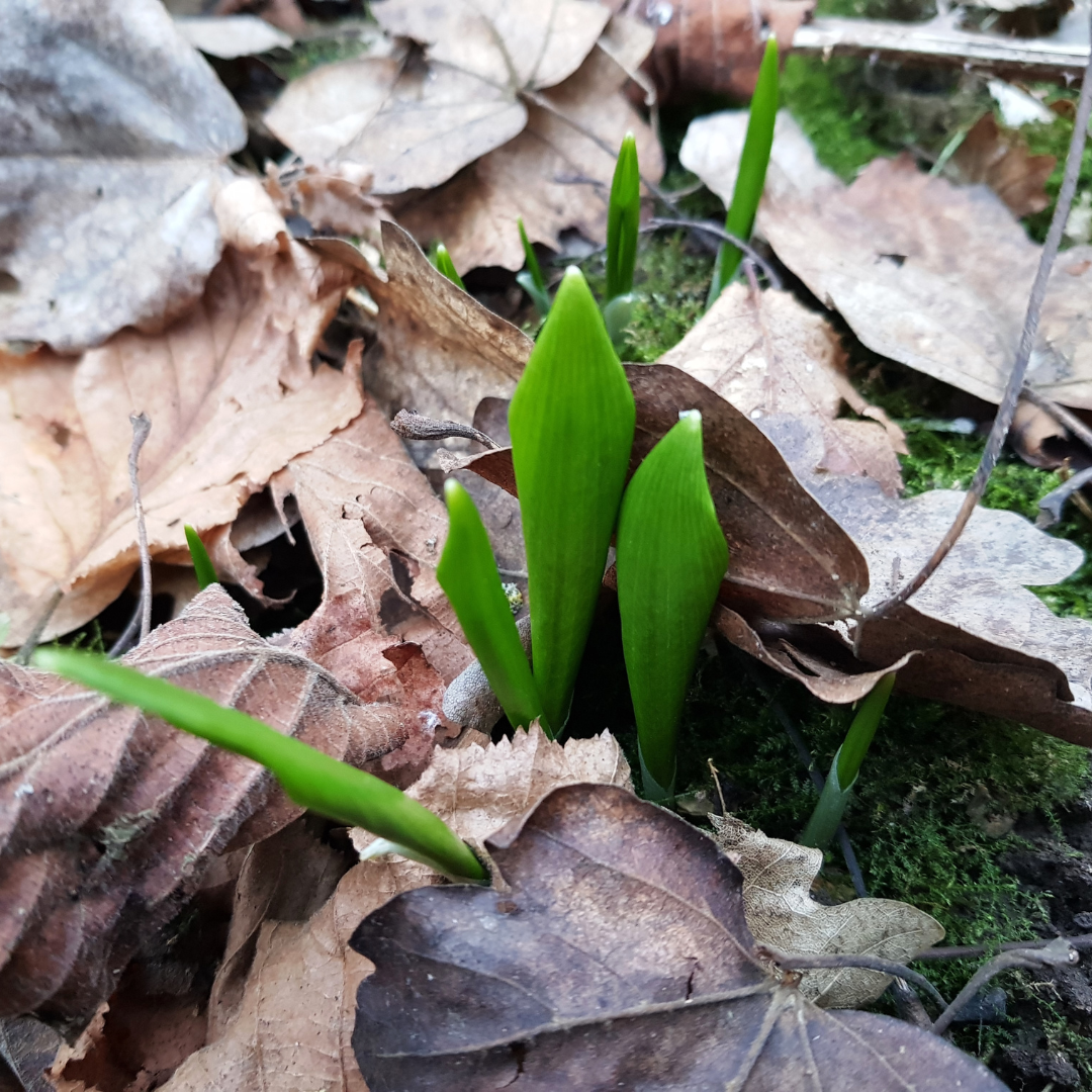 erster Bärlauch spitzt aus dem Waldboden