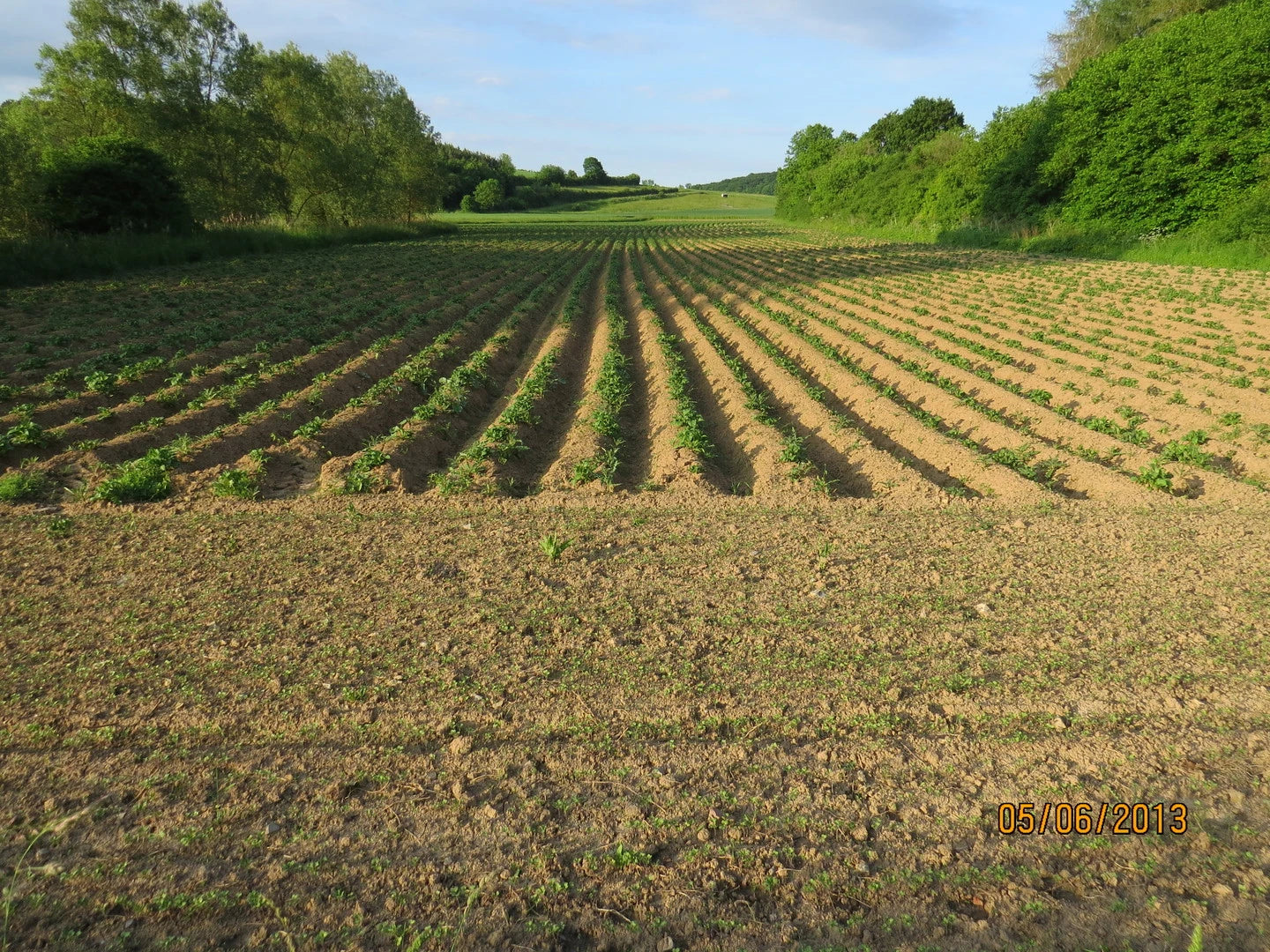 Kartoffelfeld im Friedfertigen Landbau mit Hecken am Feld des Kredenbacher Hofes