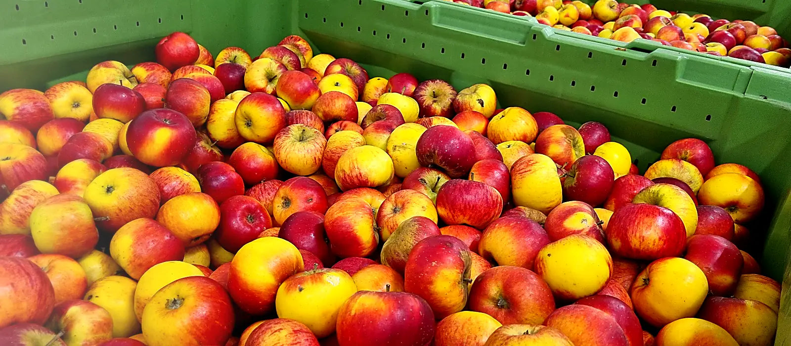 Saftpressung von Obst und Gemüse