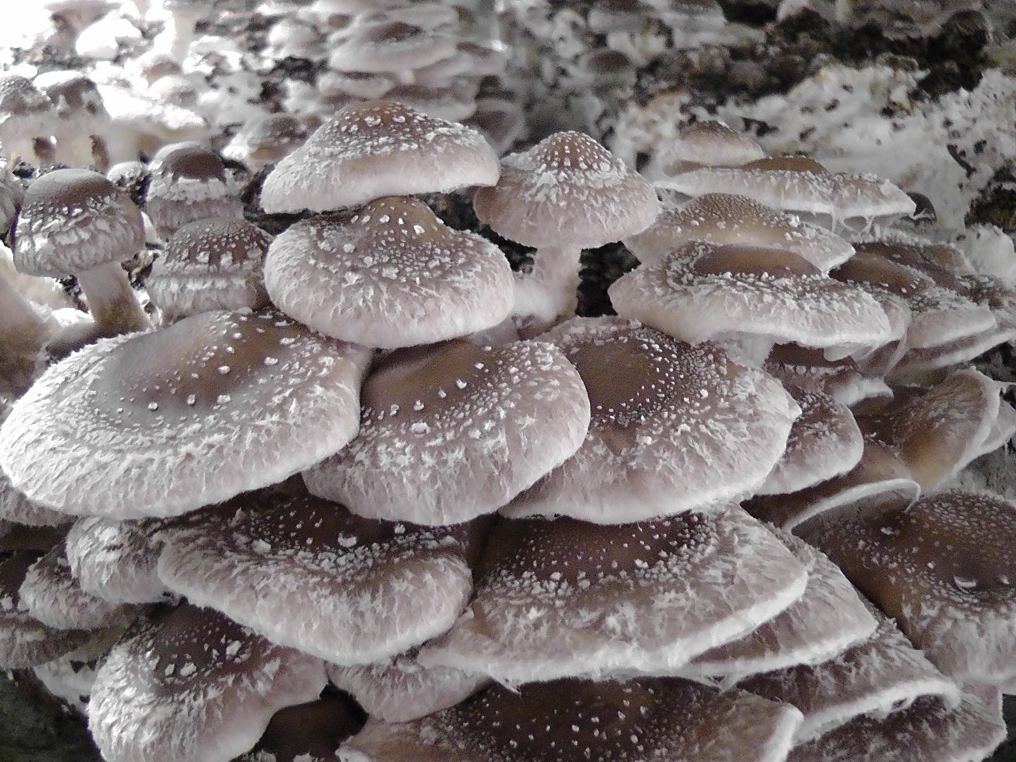 Shiitake Pilzanbau