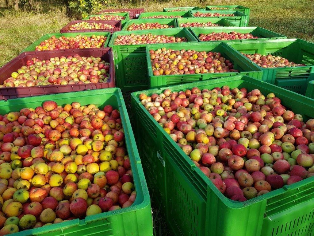 Äpfel für Saftpressung