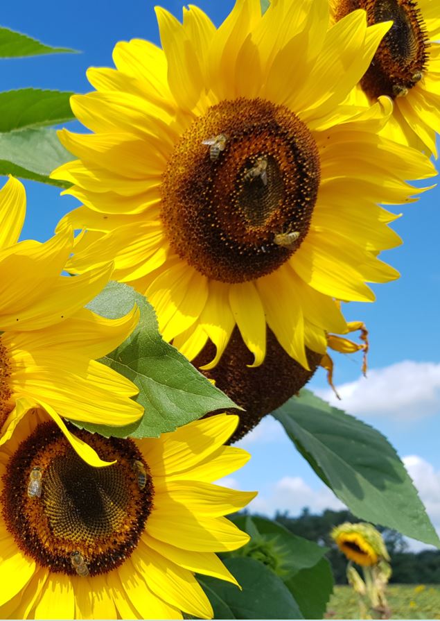 Sonnenblumen mit Bienen