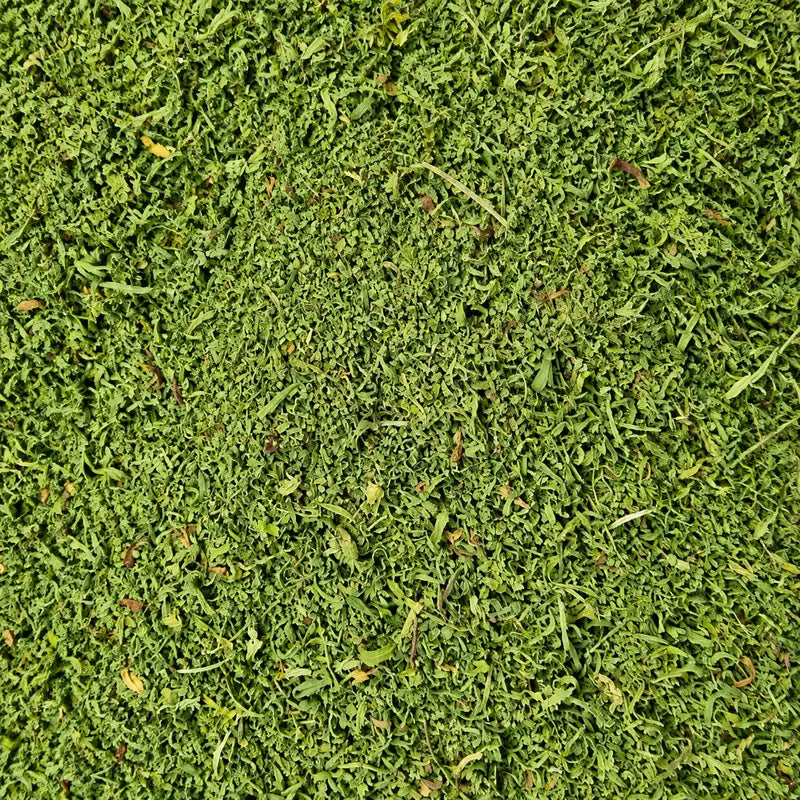 Fertige gerebelte Bio Artemisia annua Blattware aus eigenem Anbau am Kredenbacher Hof