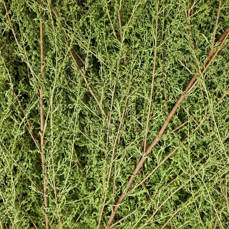 Getrocknete Bio Artemisia annua Pflanzen mit Blättern und Stängeln vor dem Rebeln