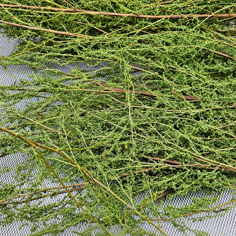 Getrocknete Bio Artemisia annua Rohware auf der Horde nach der hofeigenen Trocknung